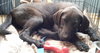 Rg Litter Kricket - ADOPTED 01.26.13
