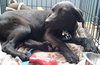 Rg Litter Kricket - ADOPTED 01.26.13