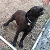 Rg Litter Kricket - ADOPTED 01.26.13