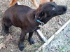 Rg Litter Kricket - ADOPTED 01.26.13