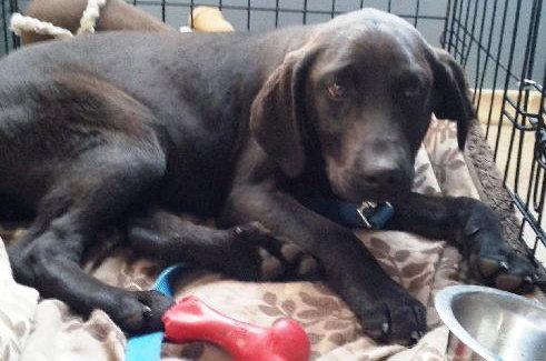 Rg Litter Kricket - ADOPTED 01.26.13