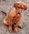 Rg Litter Avon - ADOPTED 01.26.13