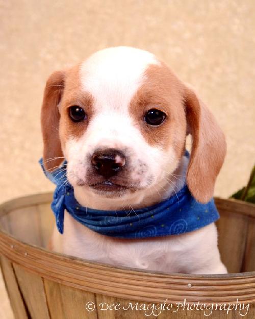 Sg Litter Augie - ADOPTED 02.06.13
