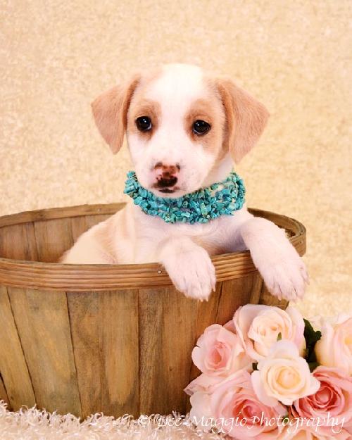 Sg Litter Angel - ADOPTED 02.13.13