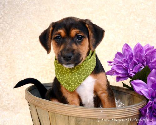 Sg Litter Lucas - ADOPTED 02.23.13