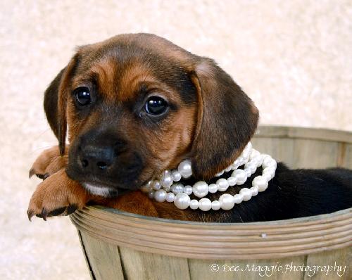Sg Litter Lexi - ADOPTED 02.03.13