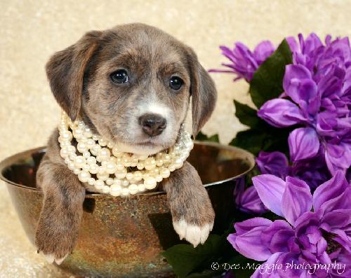 Sg Litter Tweener - ADOPTED 02.23.13