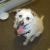 Romeo-ADOPTED 06.19.13