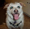 Romeo-ADOPTED 06.19.13