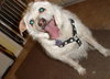 Romeo-ADOPTED 06.19.13