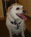 Romeo-ADOPTED 06.19.13