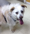 Romeo-ADOPTED 06.19.13