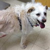 Romeo-ADOPTED 06.19.13