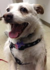 Romeo-ADOPTED 06.19.13
