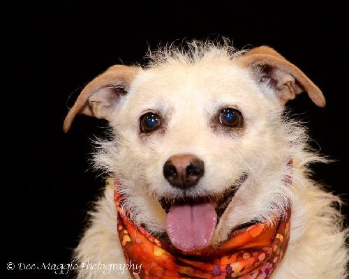 Romeo-ADOPTED 06.19.13