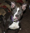 Ella Blue-ADOPTED 02.18.13