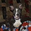 Ella Blue-ADOPTED 02.18.13