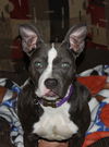 Ella Blue-ADOPTED 02.18.13