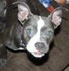 Ella Blue-ADOPTED 02.18.13