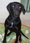 Robyn-ADOPTED 02.04.13