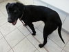 Robyn-ADOPTED 02.04.13