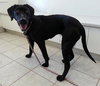 Robyn-ADOPTED 02.04.13