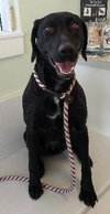 Robyn-ADOPTED 02.04.13