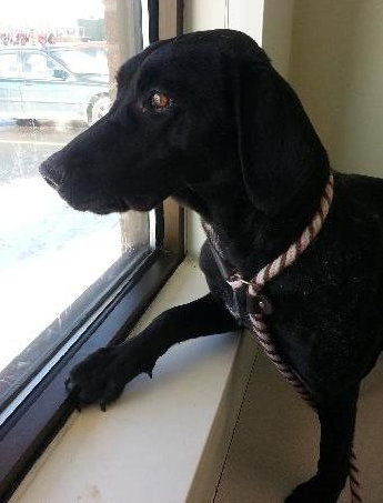 Robyn-ADOPTED 02.04.13