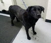 Riggo-ADOPTED 02.02.13