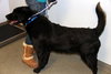 Riggo-ADOPTED 02.02.13