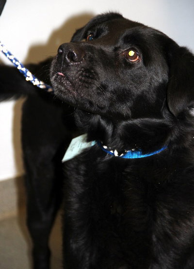 Riggo-ADOPTED 02.02.13