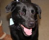 Riggo-ADOPTED 02.02.13
