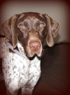 Ruger-ADOPTED 02.08.13