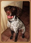Ruger-ADOPTED 02.08.13