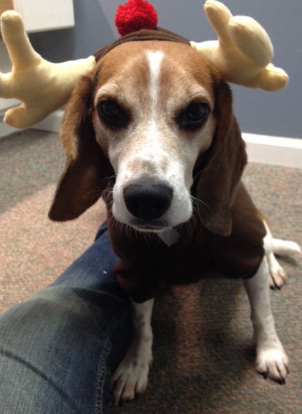 Skipper - ADOPTED 10.19.14