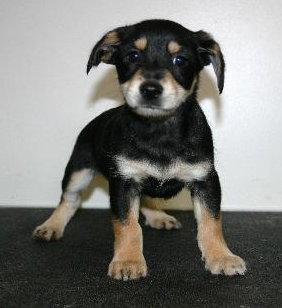 Tg Litter Tristan - ADOPTED 02.03.13