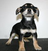 Tg Litter Tristan - ADOPTED 02.03.13