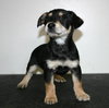 Tg Litter Tristan - ADOPTED 02.03.13
