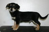 Tg Litter Tristan - ADOPTED 02.03.13