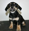 Tg Litter Odin - ADOPTED 02.19.13