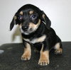 Tg Litter Odin - ADOPTED 02.19.13