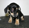Tg Litter Odin - ADOPTED 02.19.13