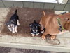 Tg Litter Odin - ADOPTED 02.19.13