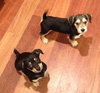 Tg Litter Odin - ADOPTED 02.19.13