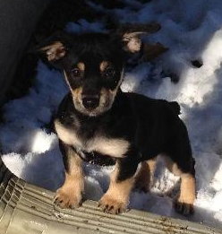 Tg Litter Odin - ADOPTED 02.19.13