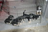 Tg Litter Luna - ADOPTED 02.05.13