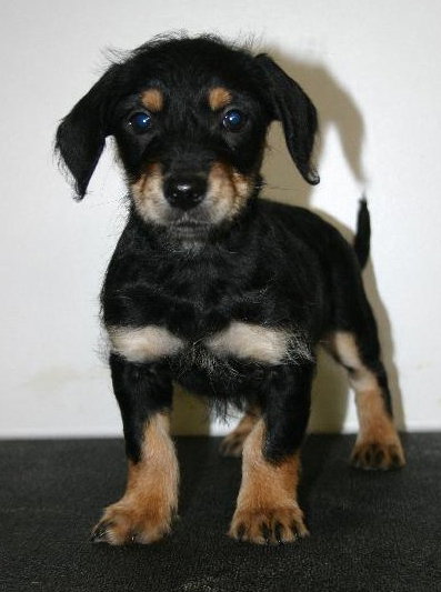 Tg Litter Luna - ADOPTED 02.05.13