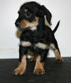 Tg Litter Luna - ADOPTED 02.05.13