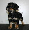 Tg Litter Luna - ADOPTED 02.05.13