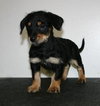 Tg Litter Luna - ADOPTED 02.05.13